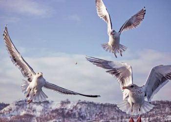 5 pedras 5 significados